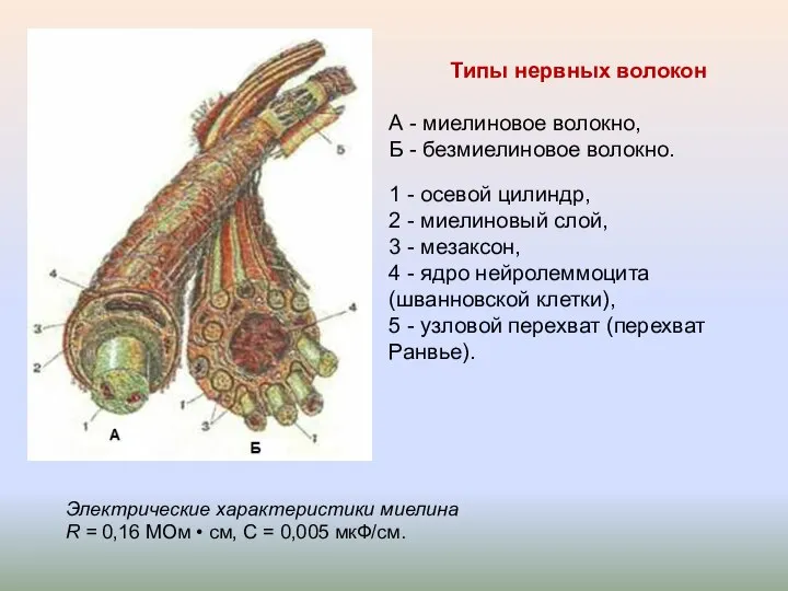 Типы нервных волокон А - миелиновое волокно, Б - безмиелиновое волокно.