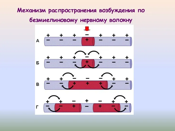 Механизм распространения возбуждения по безмиелиновому нервному волокну