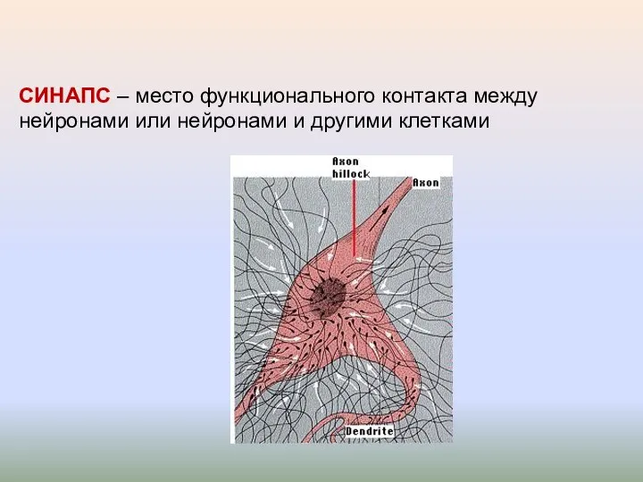 СИНАПС – место функционального контакта между нейронами или нейронами и другими клетками