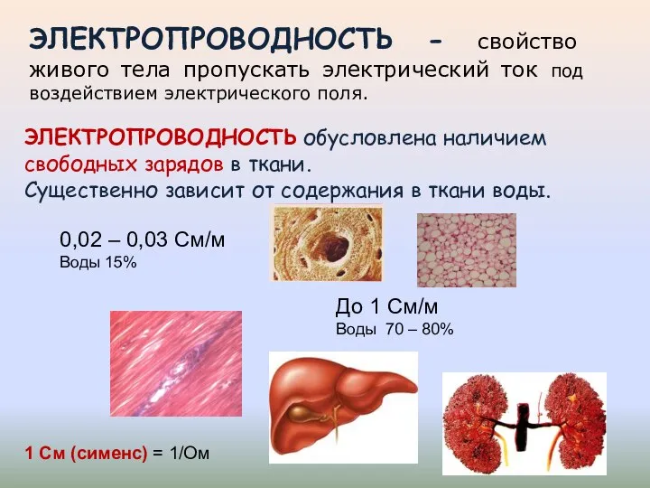 ЭЛЕКТРОПРОВОДНОСТЬ - свойство живого тела пропускать электрический ток под воздействием электрического