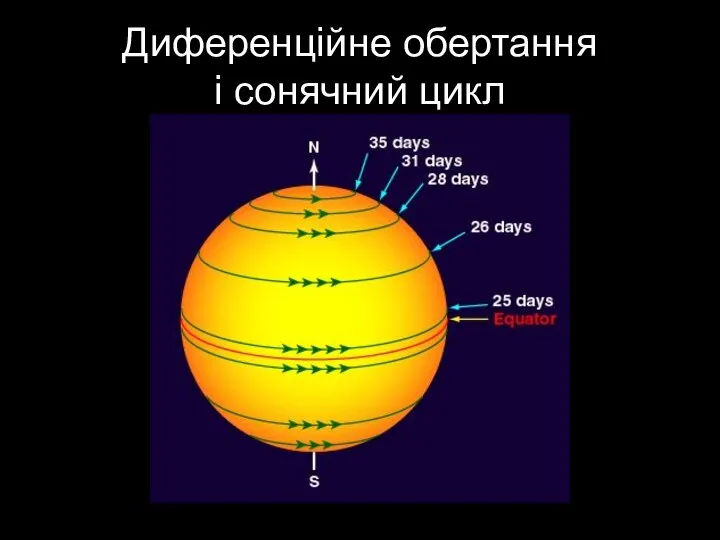 Диференційне обертання і сонячний цикл