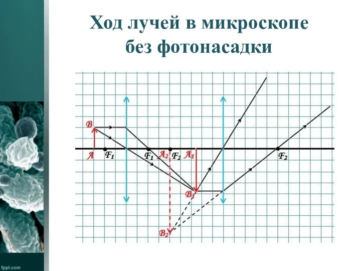 Ход лучей в микроскопе без фотонасадки