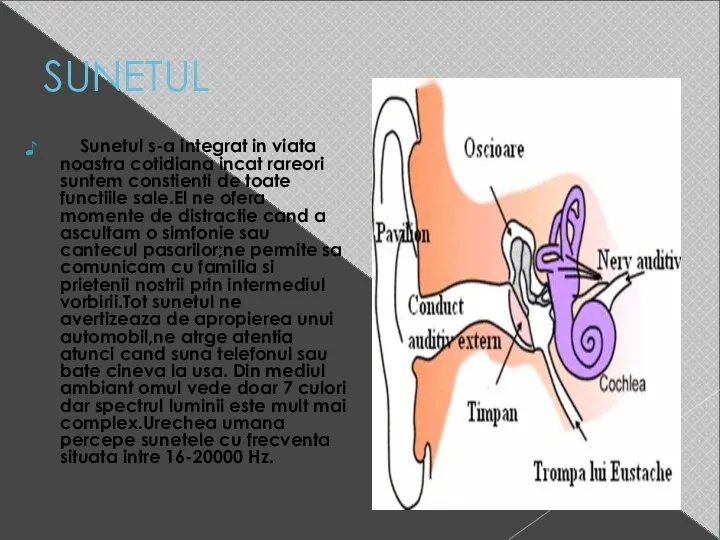 SUNETUL Sunetul s-a integrat in viata noastra cotidiana incat rareori suntem