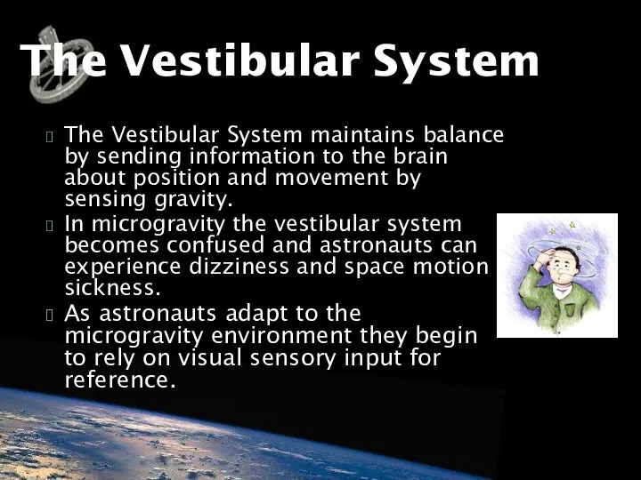 The Vestibular System maintains balance by sending information to the brain
