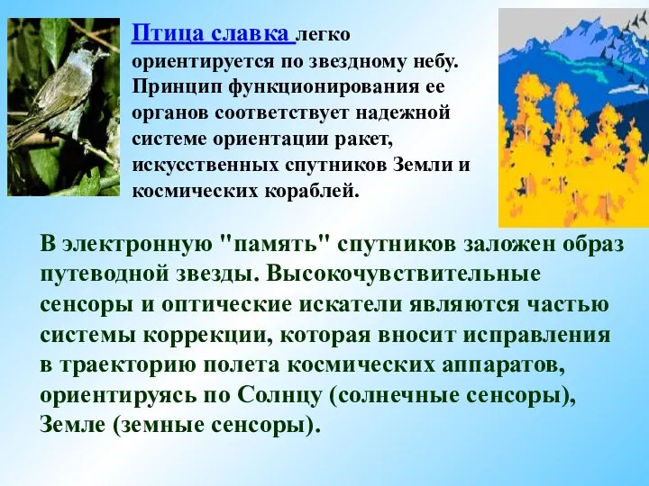 Птица славка легко ориентируется по звездному небу. Принцип функционирования ее органов