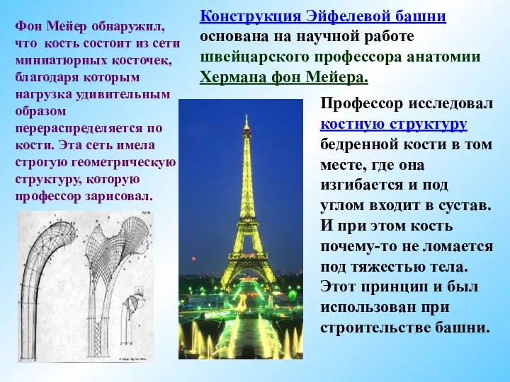 Профессор исследовал костную структуру бедренной кости в том месте, где она