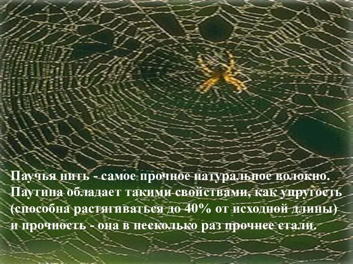 Паучья нить - самое прочное натуральное волокно. Паутина обладает такими свойствами,