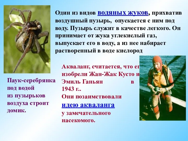 Один из видов водяных жуков, прихватив воздушный пузырь, опускается с ним