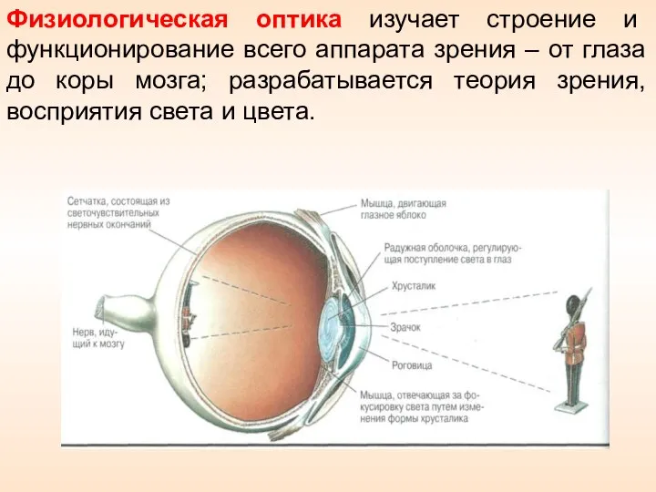 Физиологическая оптика изучает строение и функционирование всего аппарата зрения – от