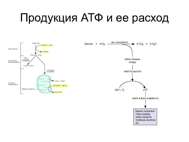 Продукция АТФ и ее расход