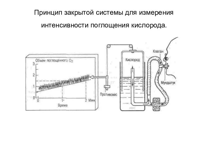 Принцип закрытой системы для измерения интенсивности поглощения кислорода.