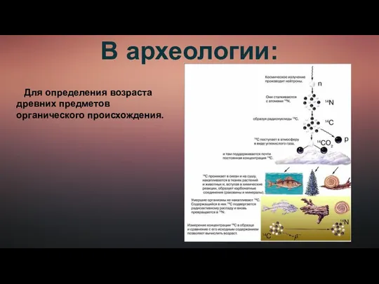 Для определения возраста древних предметов органического происхождения. В археологии: