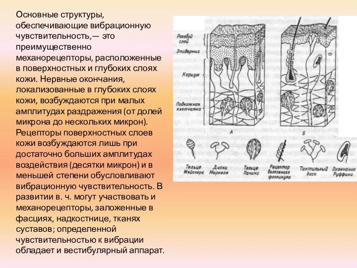 Основные структуры, обеспечивающие вибрационную чувствительность,— это преимущественно механорецепторы, расположенные в поверхностных