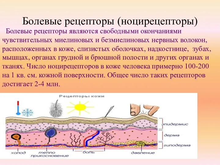 Болевые рецепторы (ноцирецепторы) Болевые рецепторы являются свободными окончаниями чувствительных миелиновых и