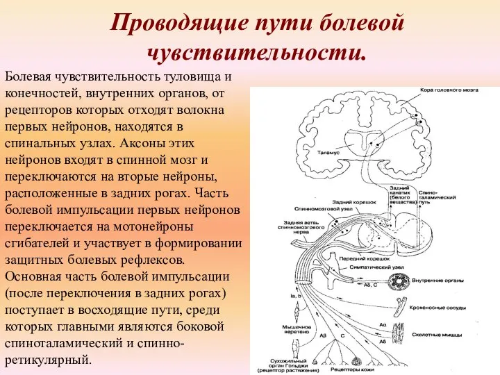 Проводящие пути болевой чувствительности. Болевая чувствительность туловища и конечностей, внутренних органов,