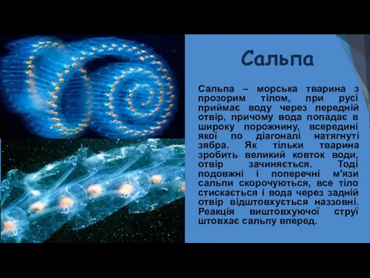 Сальпа Сальпа – морська тварина з прозорим тілом, при русі приймає