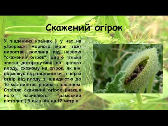 Скажений огірок У південних країнах (і у нас на узбережжі Чорного