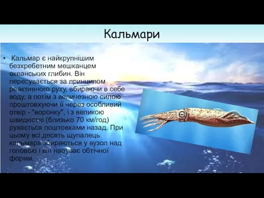 Кальмари Кальмар є найкрупнішим безхребетним мешканцем океанських глибин. Він пересувається за