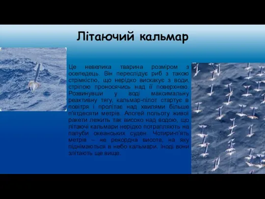 Літаючий кальмар Це невелика тварина розміром з оселедець. Він переслідує риб