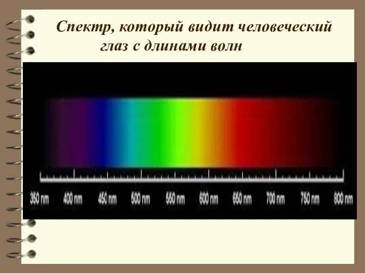 Спектр, который видит человеческий глаз с длинами волн