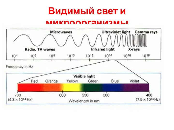 Видимый свет и микроорганизмы