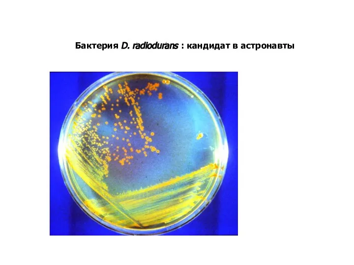 Бактерия D. radiodurans : кандидат в астронавты