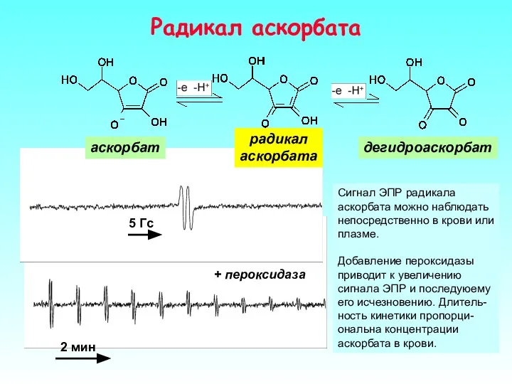 Радикал аскорбата аскорбат радикал аскорбата дегидроаскорбат Сигнал ЭПР радикала аскорбата можно