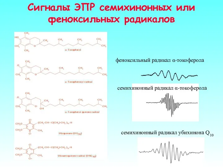 Сигналы ЭПР семихинонных или феноксильных радикалов семихинонный радикал убихинона Q10 феноксильный радикал α-токоферола семихинонный радикал α-токоферола