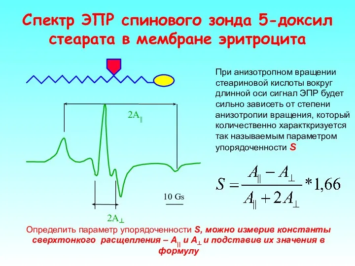 Спектр ЭПР спинового зонда 5-доксил стеарата в мембране эритроцита При анизотропном