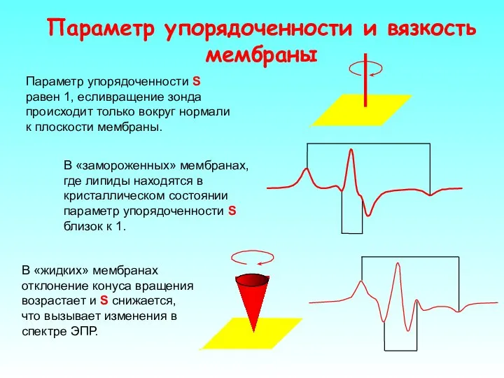 Параметр упорядоченности S равен 1, есливращение зонда происходит только вокруг нормали