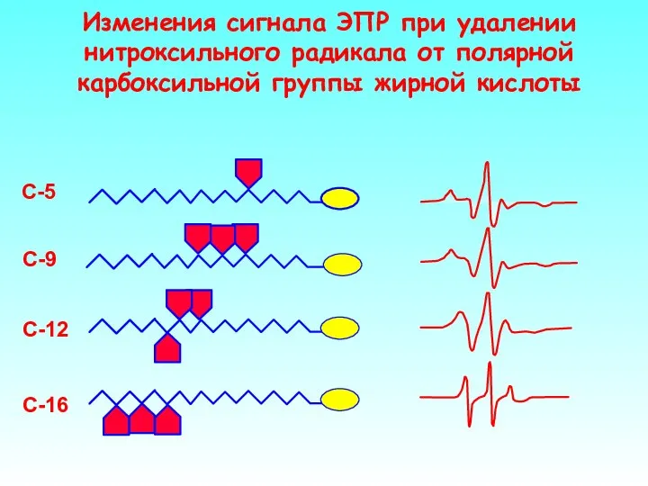 Изменения сигнала ЭПР при удалении нитроксильного радикала от полярной карбоксильной группы