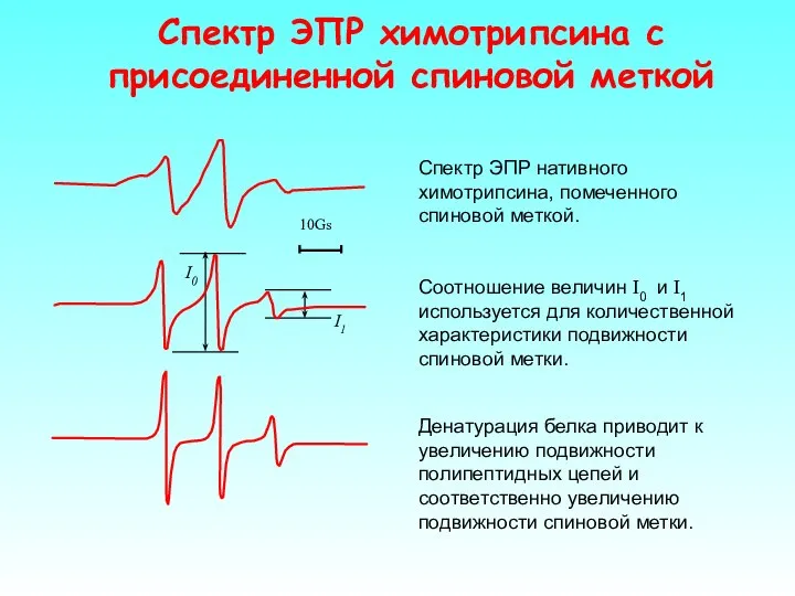 Спектр ЭПР нативного химотрипсина, помеченного спиновой меткой. I1 I0 Денатурация белка