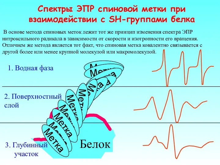 В основе метода спиновых меток лежит тот же принцип изменения спектра