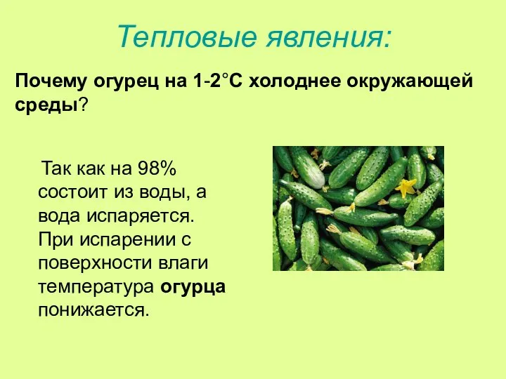 Тепловые явления: Так как на 98% состоит из воды, а вода