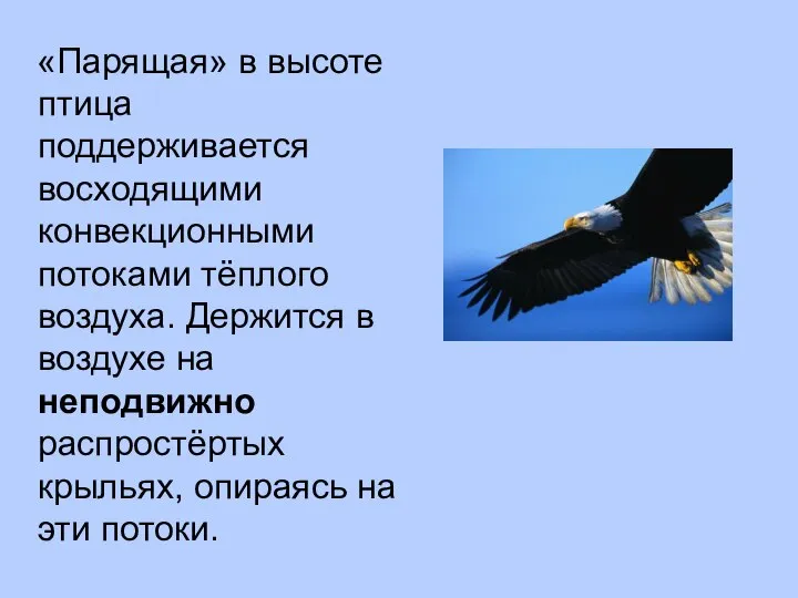 «Парящая» в высоте птица поддерживается восходящими конвекционными потоками тёплого воздуха. Держится