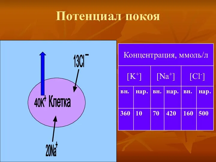 Потенциал покоя