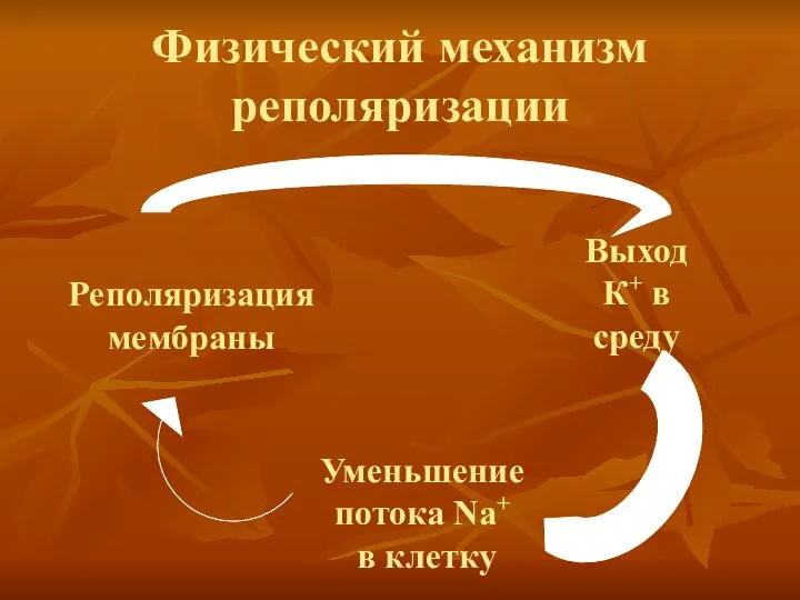 Физический механизм реполяризации Выход К+ в среду Уменьшение потока Na+ в клетку Реполяризация мембраны