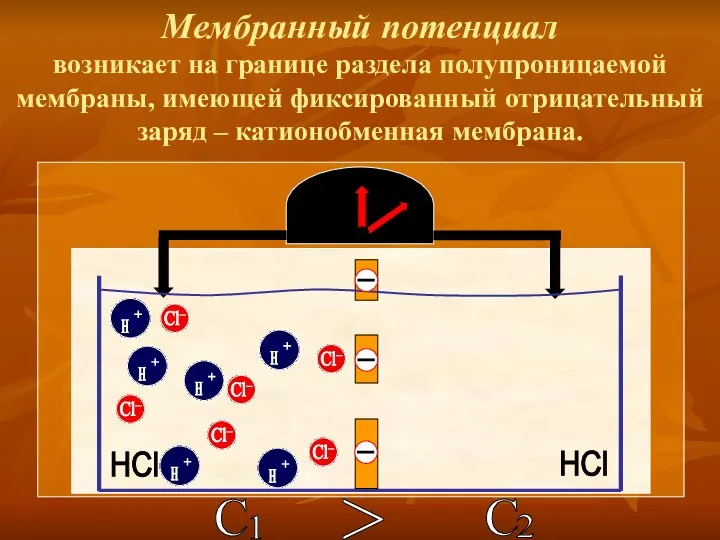 Мембранный потенциал возникает на границе раздела полупроницаемой мембраны, имеющей фиксированный отрицательный