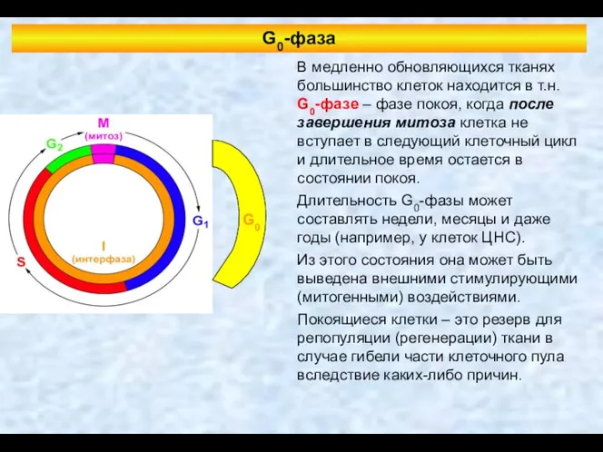 G0-фаза В медленно обновляющихся тканях большинство клеток находится в т.н. G0-фазе