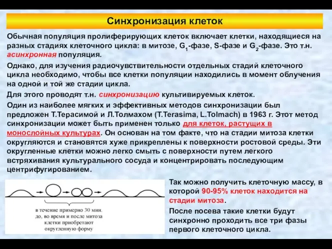 Синхронизация клеток Обычная популяция пролиферирующих клеток включает клетки, находящиеся на разных