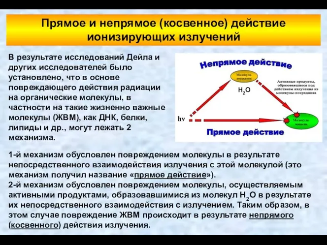 Прямое и непрямое (косвенное) действие ионизирующих излучений В результате исследований Дейла