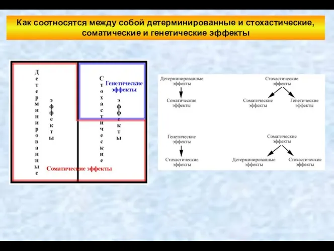 Как соотносятся между собой детерминированные и стохастические, соматические и генетические эффекты