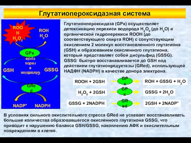 Глутатионпероксидаза (GPx) осуществляет детоксикацию перекиси водорода H2O2 (до H2O) и органической