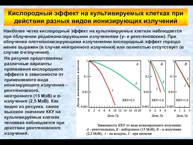 Наиболее четко кислородный эффект на культивируемых клетках наблюдается при облучении редкоионизирующими