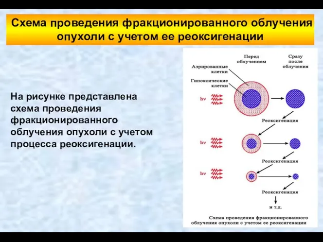 На рисунке представлена схема проведения фракционированного облучения опухоли с учетом процесса