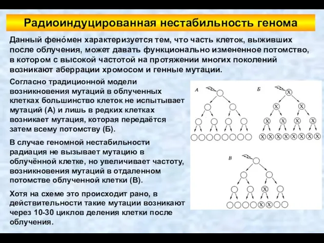 Радиоиндуцированная нестабильность генома Данный фенóмен характеризуется тем, что часть клеток, выживших