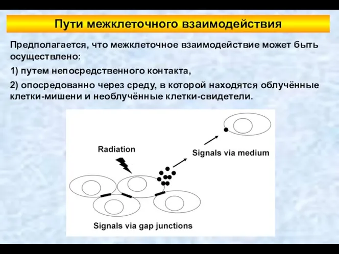 Пути межклеточного взаимодействия Предполагается, что межклеточное взаимодействие может быть осуществлено: 1)