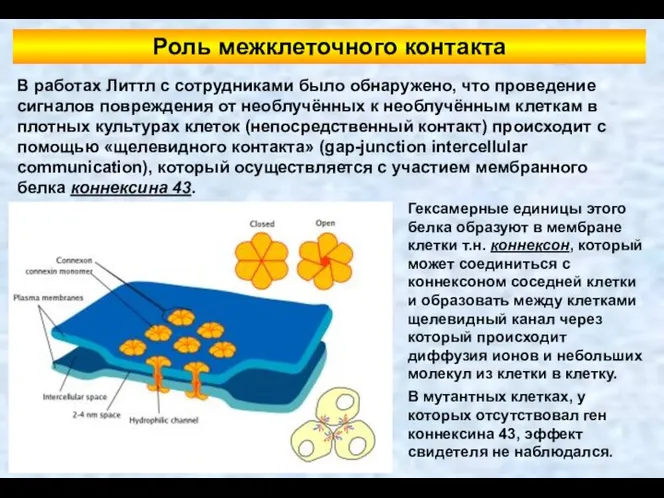 Роль межклеточного контакта В работах Литтл с сотрудниками было обнаружено, что