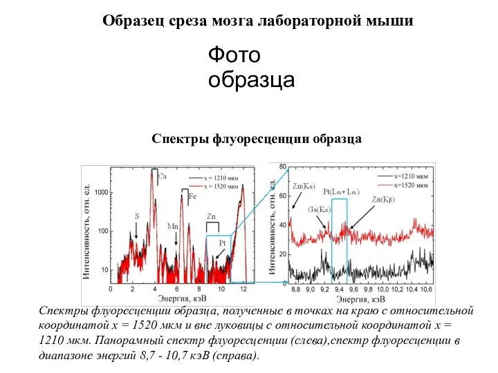 Фото образца Спектры флуоресценции образца, полученные в точках на краю с