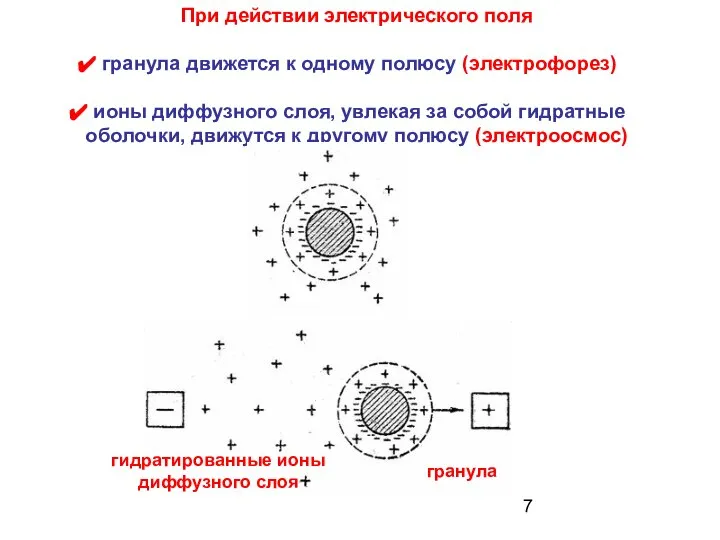 При действии электрического поля гранула движется к одному полюсу (электрофорез) ионы